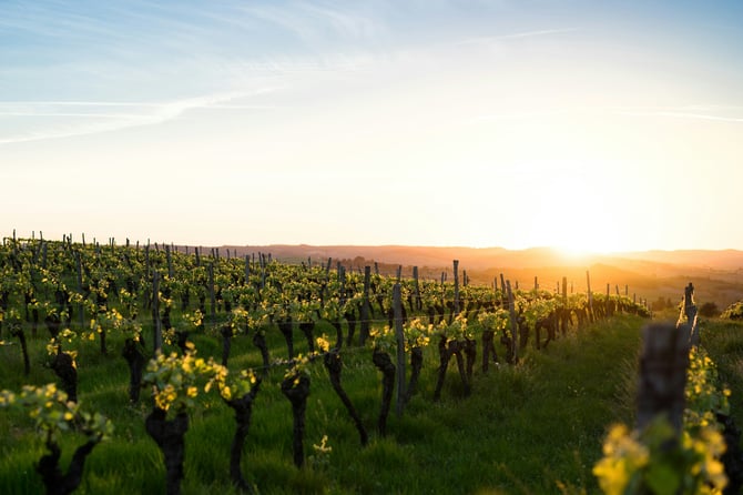 Winery & Breweries